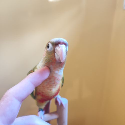 Conure de molina vert / cinnamon / ananas eam #4