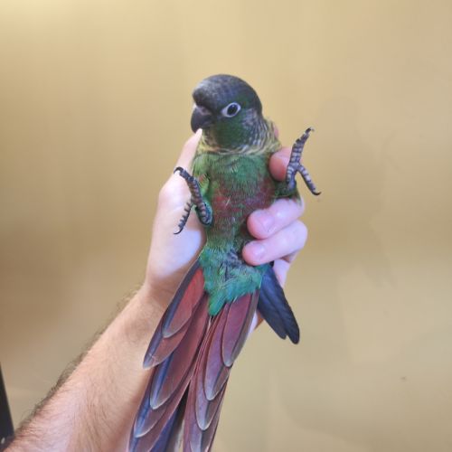 Conure de molina vert / cinnamon / ananas eam #0