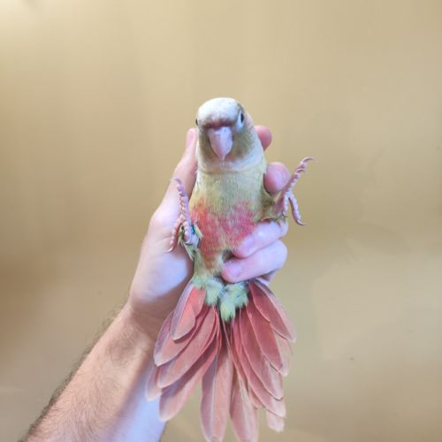 Conure de molina vert / cinnamon / ananas eam #7