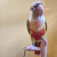 Conure de molina vert / cinnamon / ananas eam #2
