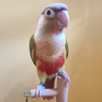 Conure de molina vert / cinnamon / ananas eam #3