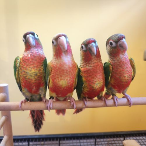 Conure de molina opaline et ananas eam #1