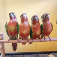 Conure de molina opaline et ananas eam #1