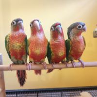 Conure de molina opaline et ananas eam #2