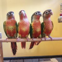 Conure de molina opaline et ananas eam #3