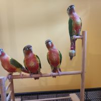 Conure de molina opaline et ananas eam #5
