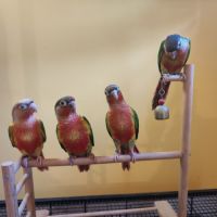 Conure de molina opaline et ananas eam #6
