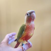 Conure de molina opaline et ananas eam #7
