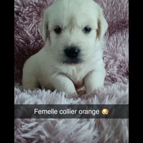 Chiot golden retriever #2