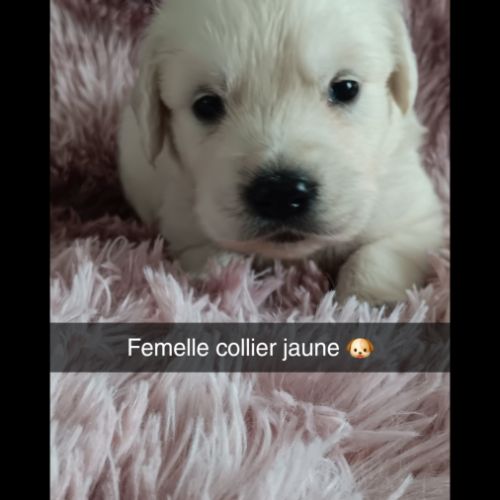 Chiot golden retriever #4