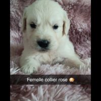 Chiot golden retriever #3