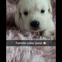 Chiot golden retriever #4
