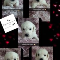 Chiot golden retriever #5