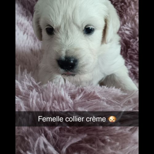 Chiot golden retriever #1