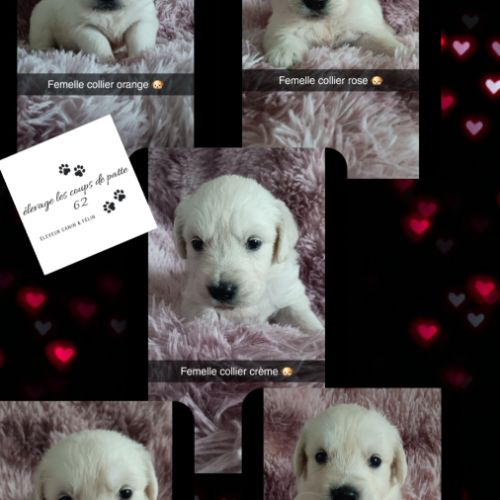 Chiot golden retriever