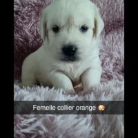 Chiot golden retriever #2