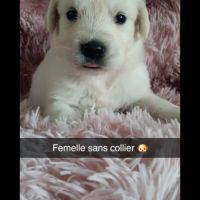 Chiot golden retriever #6
