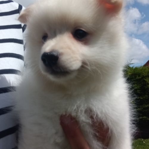 Chiot spitz #1