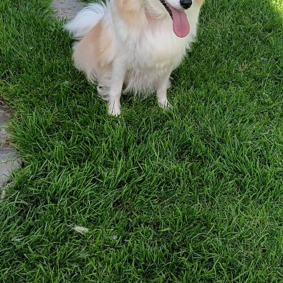 Chiot spitz #5
