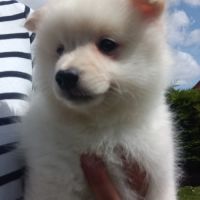 Chiot spitz #1