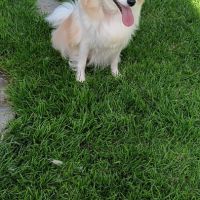 Chiot spitz #5