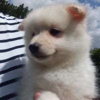 Chiot spitz #1