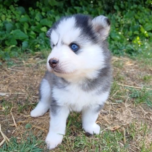 Chiots pomsky f4 #1