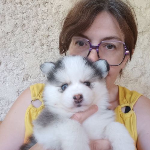 Chiots pomsky f4 #2