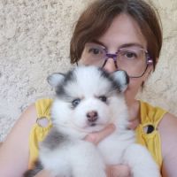 Chiots pomsky f4 #2