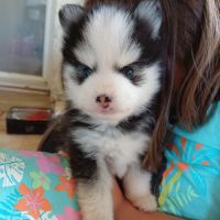 Chiots pomsky f4