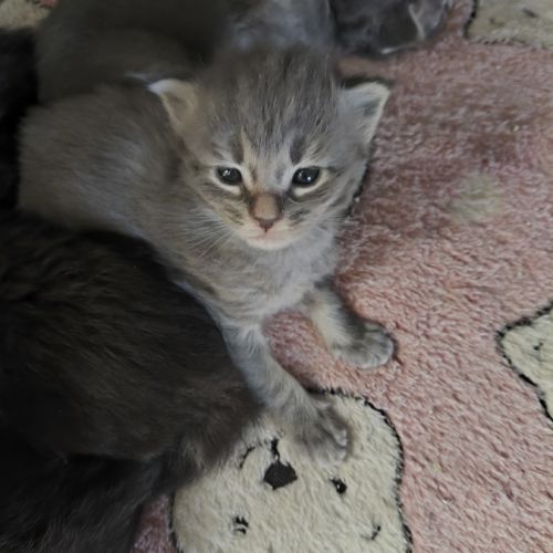 Chatons maine coon #2