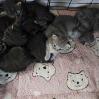 Chatons maine coon #1