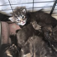 Chatons maine coon #0