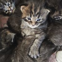 Chatons maine coon #4