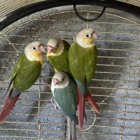 Conure male eam