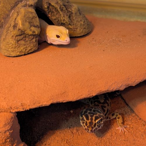 Gecko léopard #4