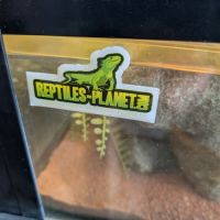 Gecko léopard #2