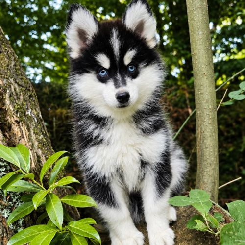 Mâle pomsky f4 disponible de suite #1