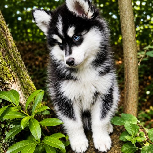 Mâle pomsky f4 disponible de suite #0