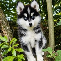 Mâle pomsky f4 disponible de suite #1