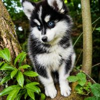 Mâle pomsky f4 disponible de suite #2