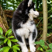 Mâle pomsky f4 disponible de suite #3
