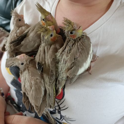 Bébé calopsittes