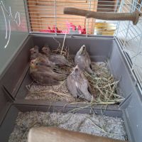Bébé calopsittes #1