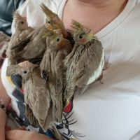 Bébé calopsittes