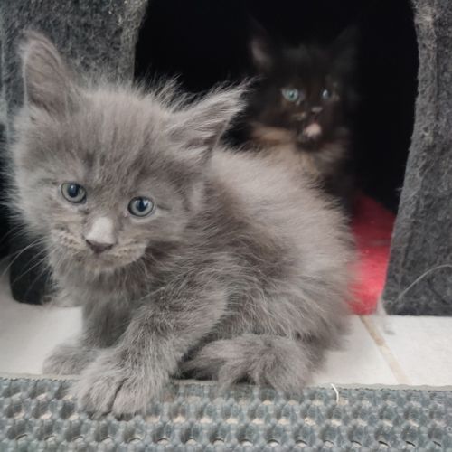 4 chatons mâles maine coon #1