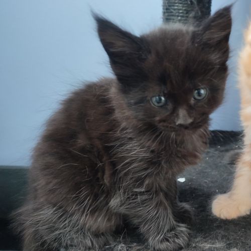 4 chatons mâles maine coon #3