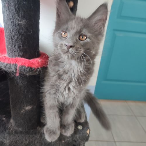 2 chatons mâles et 1 femelle maine coon