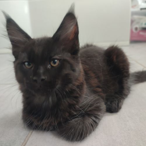 2 chatons mâles et 1 femelle maine coon #2