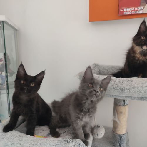 2 chatons mâles et 1 femelle maine coon #3